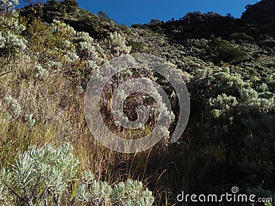 Edelweiss flower on top of Sumbing mountain Stock Photo