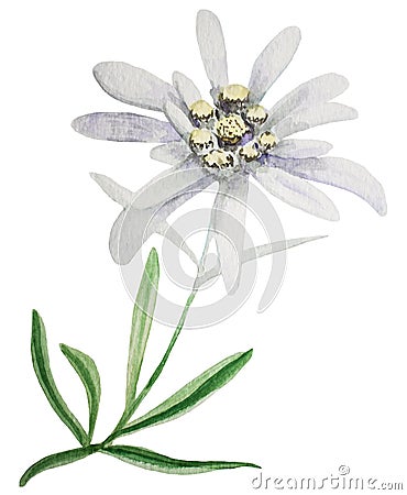 Edelweiss flower watercolor Cartoon Illustration