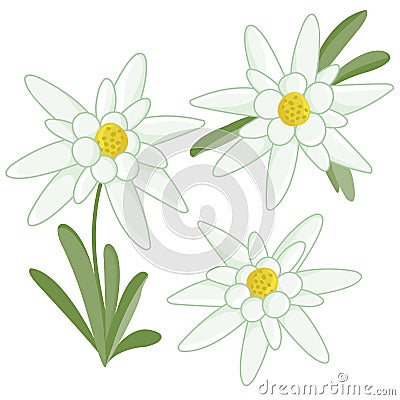 Edelweiss flowers. Vector illustration Vector Illustration