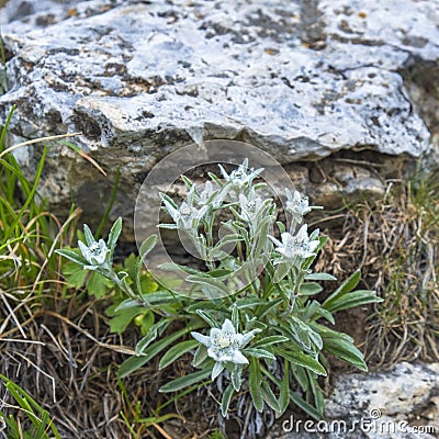 Edelweiss flowers growing in the alp mountains Stock Photo