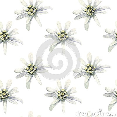 Edelweiss flowers isolated. watercolor seamless pattern illustration Cartoon Illustration