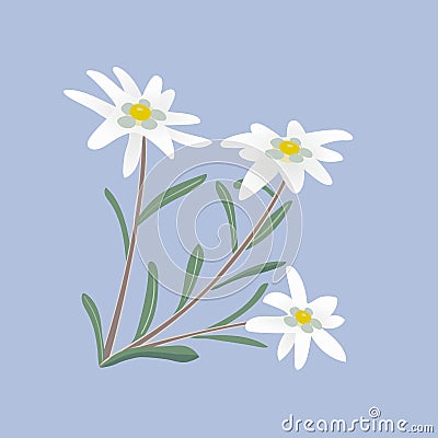 Edelweiss. Flowers and leaves. Vector Illustration