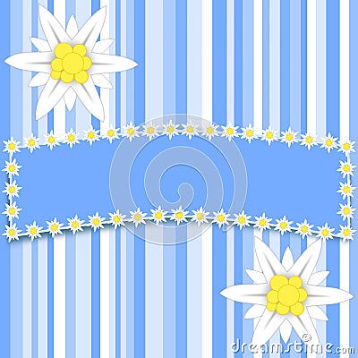 Edelweiss flowers on light blue stripes with a large copy space Stock Photo