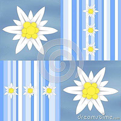 Edelweiss flowers on light blue stripes Stock Photo