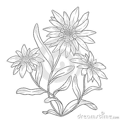 Edelweiss flowers outline illustration. Cartoon Illustration