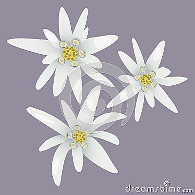 Edelweiss flowers. White flowers. Vector Illustration