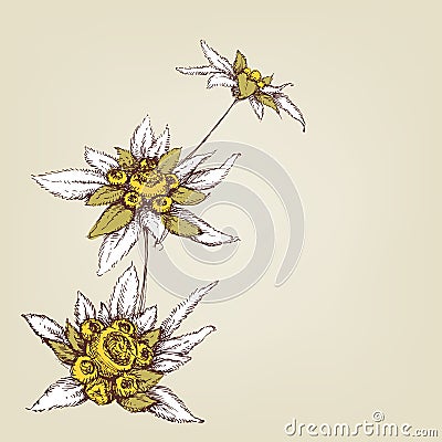 Edelweiss greeting card Vector Illustration