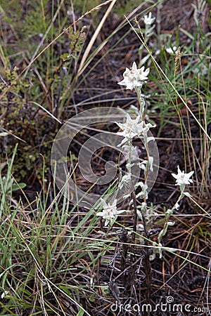 Edelweiss Stock Photo