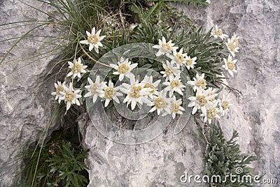 Edelweiss growing on rock Leontopodium alpinum Stock Photo