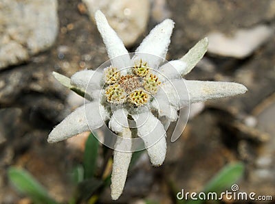 Edelweiss, Leontopodium Alpinum Stock Photo