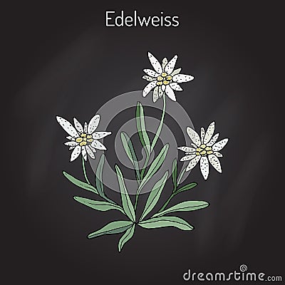 Edelweiss leontopodium alpinum Vector Illustration