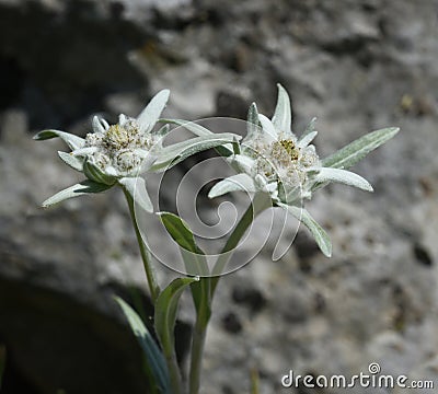 Edelweiss, Leontopodium, nivale Stock Photo