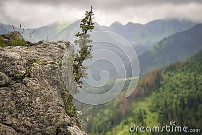 Edelweiss and other vegetation on the rock. Nosal. Tatra Mountains. Poland. Stock Photo