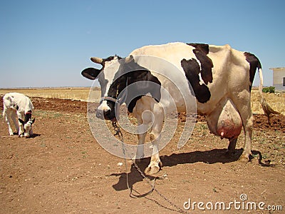 Edema after birth, A newborn cow, its calf appears. physiological edema of pregnancy. cow udder. Edema but it may turn into mastit Stock Photo