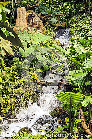 Eden Project, Bodelva, Cornwall, England. Editorial Stock Photo