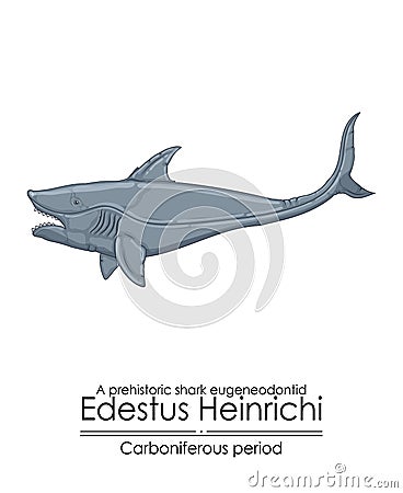 Edestus Heinrichi, a prehistoric shark Vector Illustration