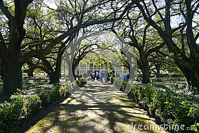 Edgard, Louisiana, U.S.A - February 2, 2020 - The old oak trees by the white mansion of Whitney Plantation Editorial Stock Photo