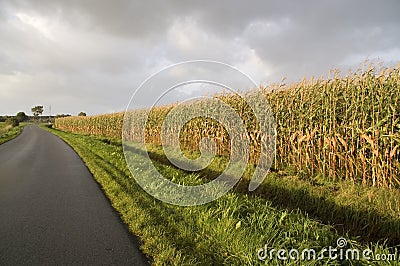 Edge of corn field Stock Photo