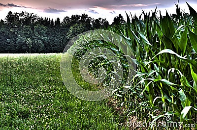 Edge of a corn field Stock Photo