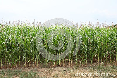 Edge of a corn field Stock Photo