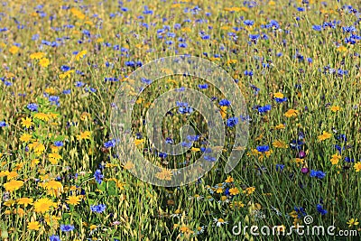 On The Edge Of The Corn Field - Wildflowers in Somerset, England. Stock Photo