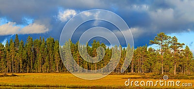 Edge of the Forest and on the edge of the lake Stock Photo