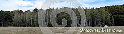 edge of the forest on a meadow, birch forest Stock Photo