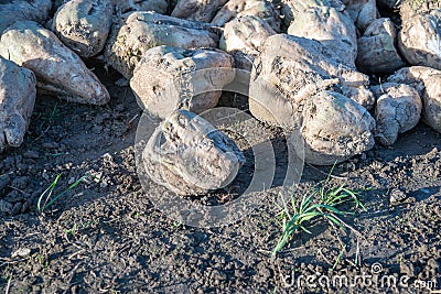 At the edge of a heap of sugar beets Stock Photo