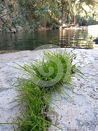 Green grass plants growth in cracks Stock Photo