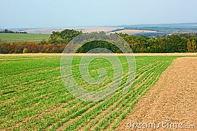 Edge of sown wheat fields near the forest Stock Photo