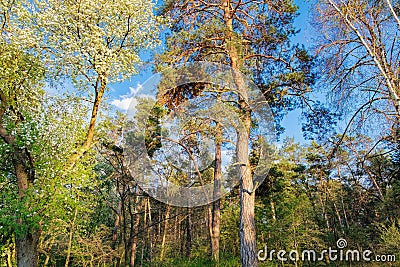The edge of the spring forest in the evening sun Stock Photo