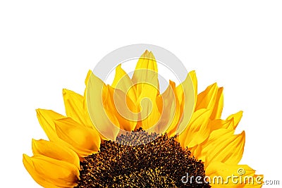 Edge of yellow sunflower petals isolated on a white background Stock Photo
