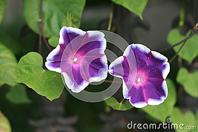 While-edged morning glory Stock Photo