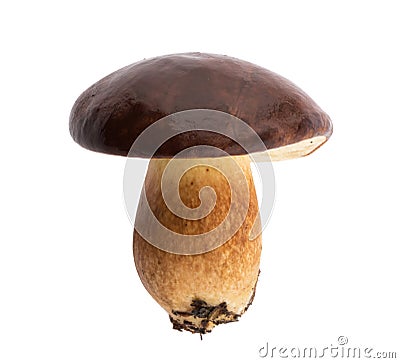 Edible Bay bolete Imleria badia mushroom on isolated without shadow clipping path Stock Photo