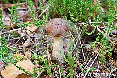 Edible bolete mushroom growing in the forest. Stock Photo
