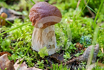 Edible Bolete Mushrooms Stock Photo
