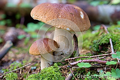 Edible Bolete Mushrooms Stock Photo