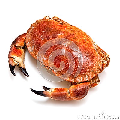 Edible brown crab. Stock Photo