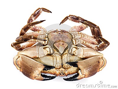 Edible brown crab Stock Photo