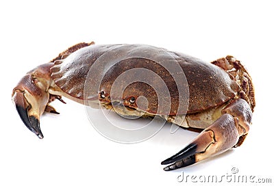 Edible brown crab Stock Photo