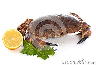 Edible brown crab Stock Photo