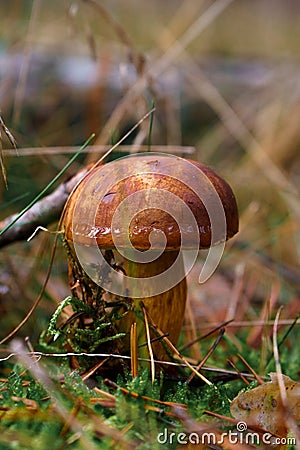 Edible brown fungus in the forest during autumn season. Bay bolete mushroom found during the mushroom picking season Stock Photo