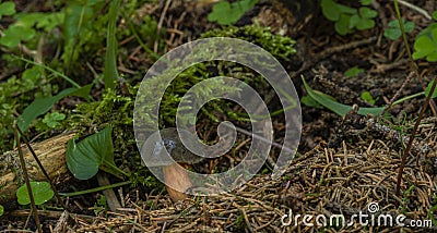 Edible brown mushroom in green summer forest Stock Photo