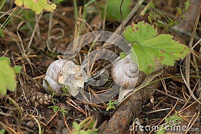 Edible burgundi snails, Helix pomatia Stock Photo