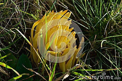 Edible closeup yellow coral mushroom tastes like moss and rot, Ramaria flava, changle Stock Photo