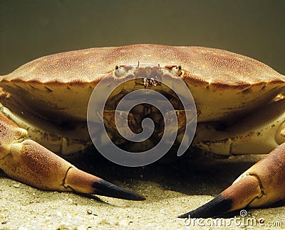 Edible Crab, cancer pagurus Stock Photo