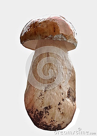 Edible, delicious mushroom boletus, found in the mountains of Bulgaria Stock Photo