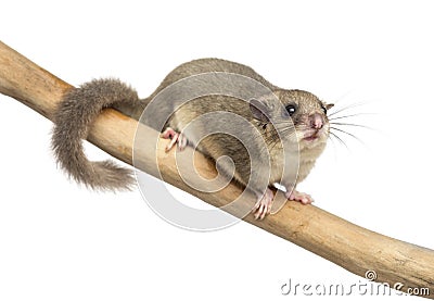 Edible dormouse on a branch Stock Photo