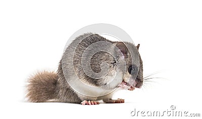 Edible Dormouse or Fat Dormouse, Glis glis, grooming Stock Photo