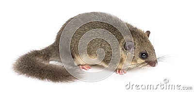 Edible dormouse Stock Photo